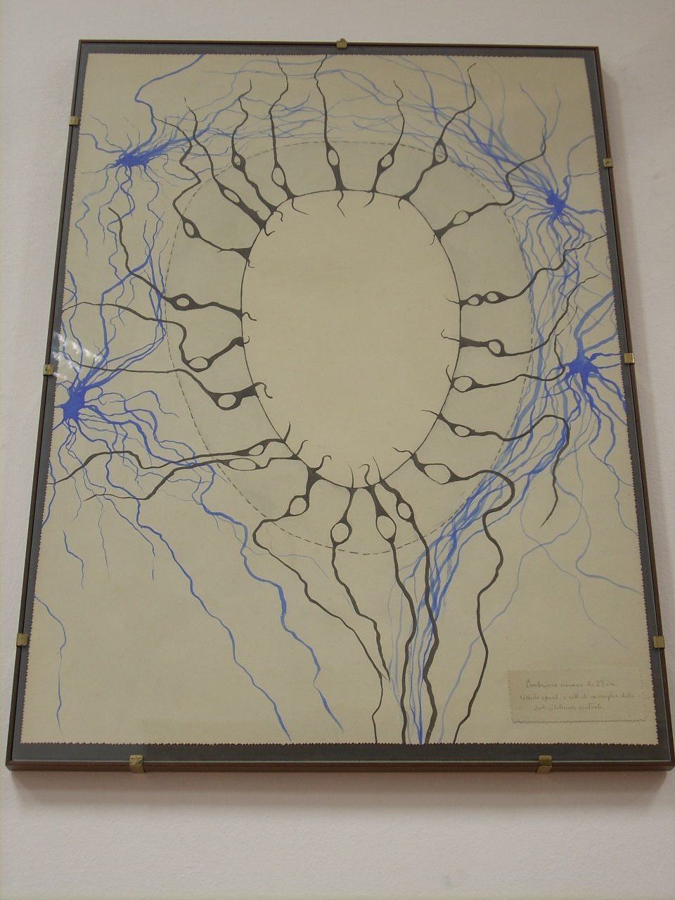 Giulio Bizzozero s histological drawings, Accademia di Medicina, Turin, Italy - 09.JPG